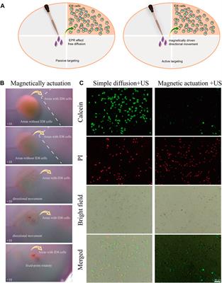 Magnetically actuated sonodynamic nanorobot collectives for potentiated ovarian cancer therapy